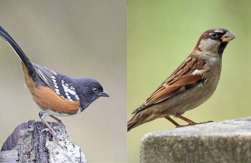 Explosiones-por-obras-del-muro-fronterizo-danan-la-montana-sagrada-Cuchuma-y-ponen-en-riesgo-su-avifauna
