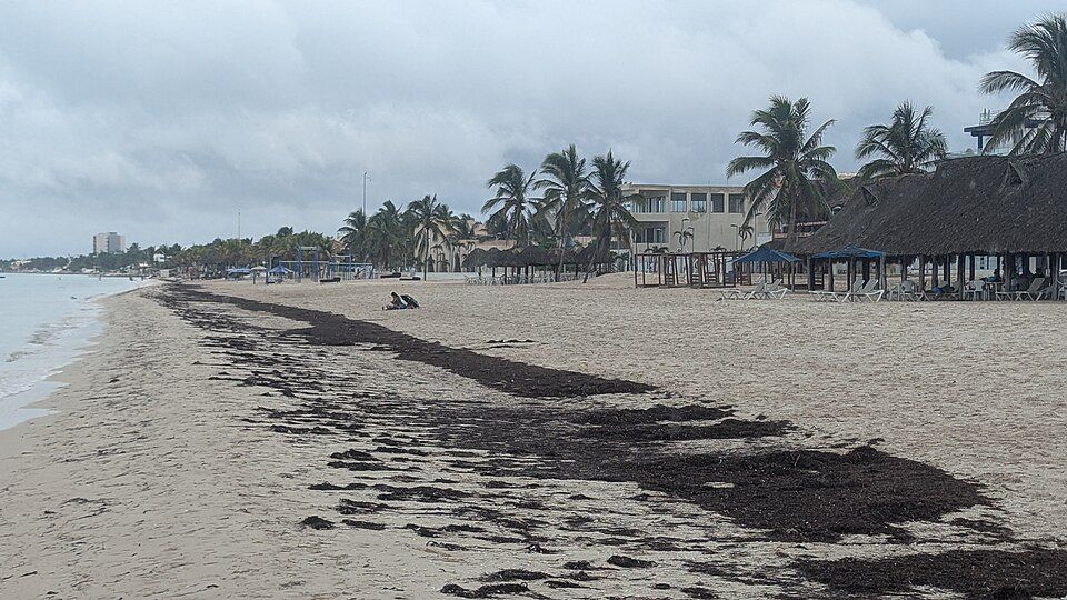 El-cinturon-de-sargazo-del-Atlantico-alcanza-niveles-record-en-junio-de-2026