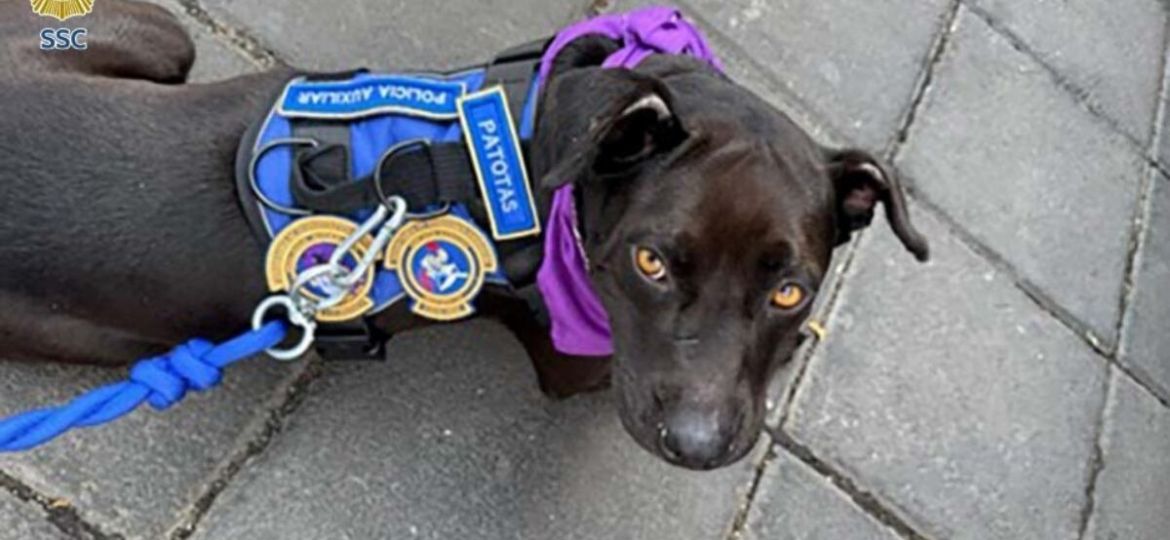 Policias-auxiliares-adoptan-a-Patotas-perrita-de-tres-patas