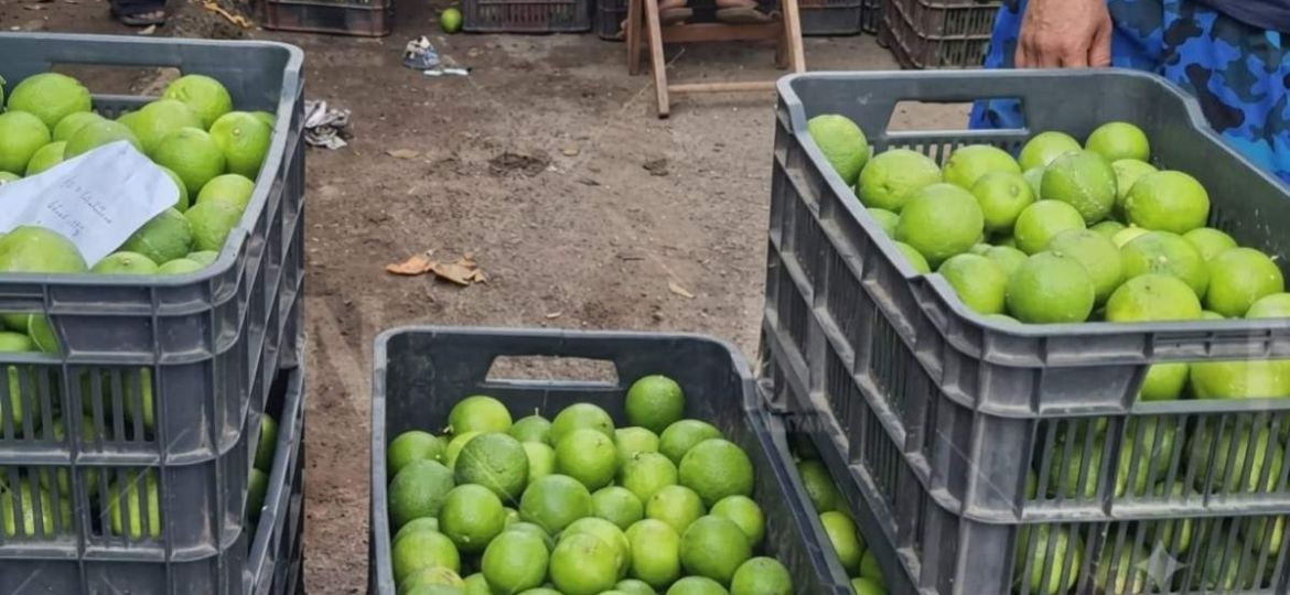Precio-del-limon-se-desploma-en-Yucatan-y-pone-en-riesgo-a-los-productores