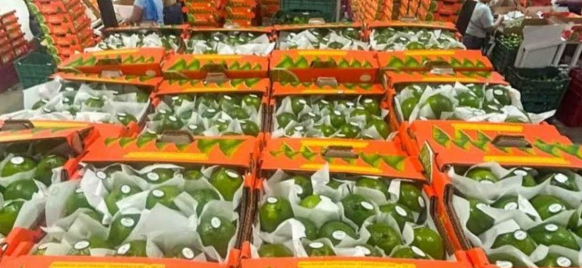 Productores-de-Papantla-exportan-limon-persa-a-EU-y-Rusia-inician-envios-a-McAllen-y-Moscu