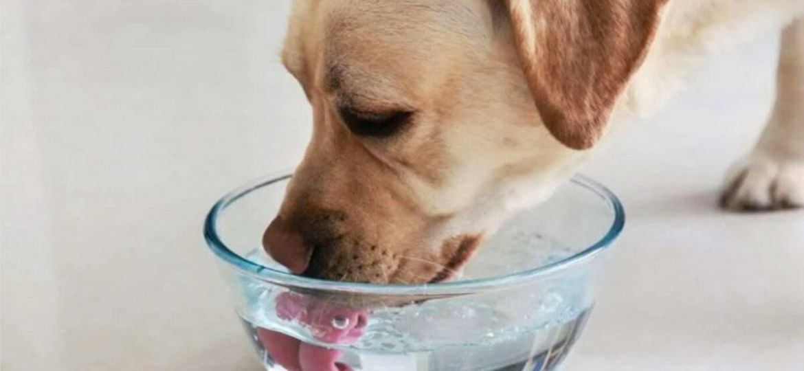 Senado-presenta-dictamen-para-expedir-la-Ley-General-de-Bienestar-Cuidado-y-Proteccion-de-los-Animales