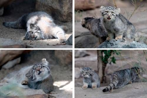 Zoologico-de-Kobe-presenta-cinco-crias-del-gato-de-Pallas