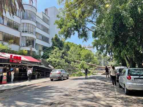 Arbol-de-25-metros-cae-sobre-edificio-y-restaurante-en-Polanco