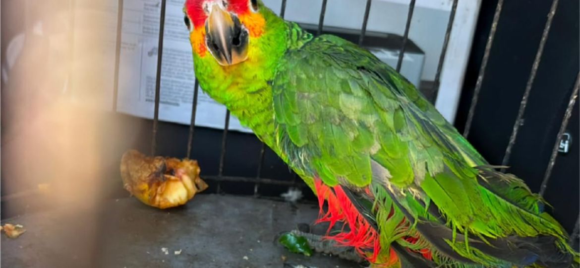 Aseguran-dos-loros-en-un-domicilio-de-San-Luis-Potosi-estan-protegidos-por-la-ley