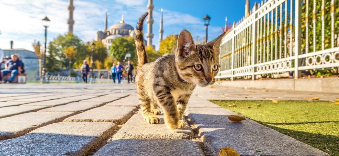 Dia-Internacional-del-Gato-asi-viven-los-michis-en-Estambul