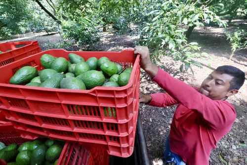 EU-suspende-inspecciones-y-exportacion-de-aguacate-de-Michoacan-por-amenaza-de-seguridad
