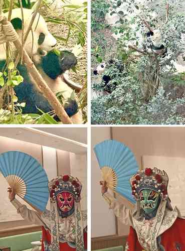 El-oso-panda-simbolo-nacional-de-China-y-atractivo-del-santuario-de-Chengdu