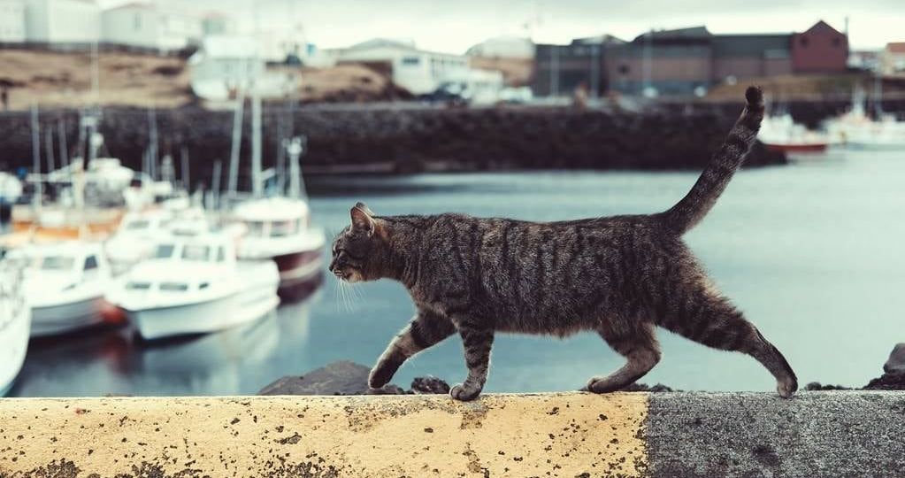 La-Isla-Marion-enfrenta-una-nueva-crisis-ambiental-tras-la-erradicacion-de-los-gatos