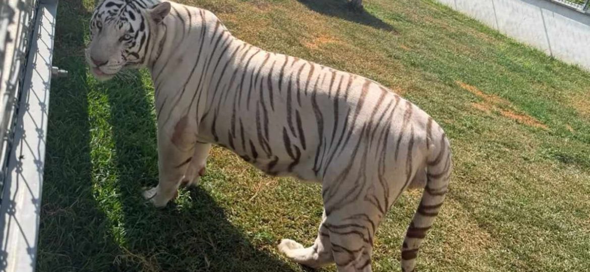 Marina-asegura-135-animales-exoticos-en-peligro-de-extincion-en-Tamaulipas