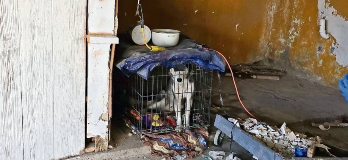 PAOT-registra-3-mil-861-denuncias-por-maltrato-animal-en-CDMX-durante-2025
