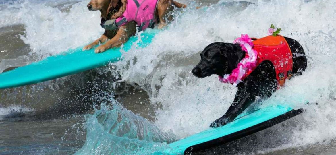 Perros-conquistan-las-olas-en-el-decimo-Mundial-de-Surf-Canino-en-California
