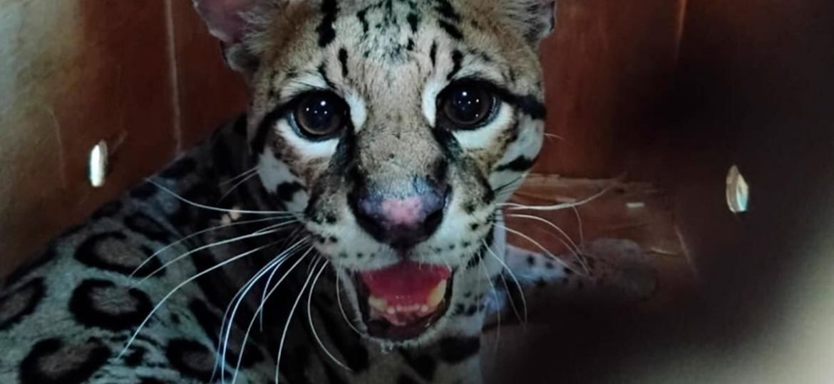 Profepa-libera-en-Oaxaca-a-un-ocelote-rescatado-tras-ser-atropellado