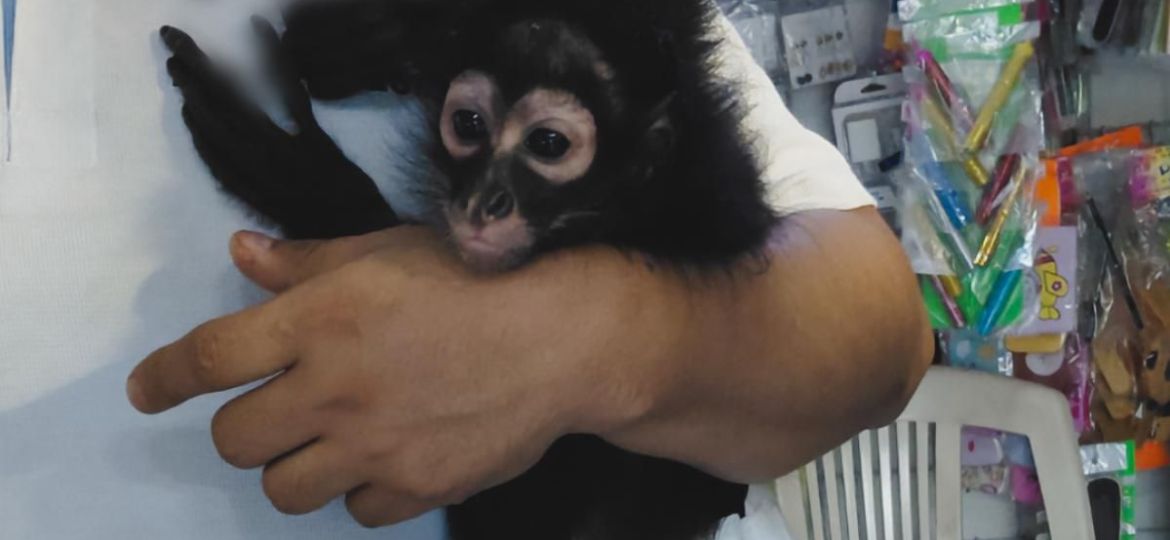 Profepa-rescata-a-mono-arana-que-era-mascota-en-una-iglesia-de-Manzanillo