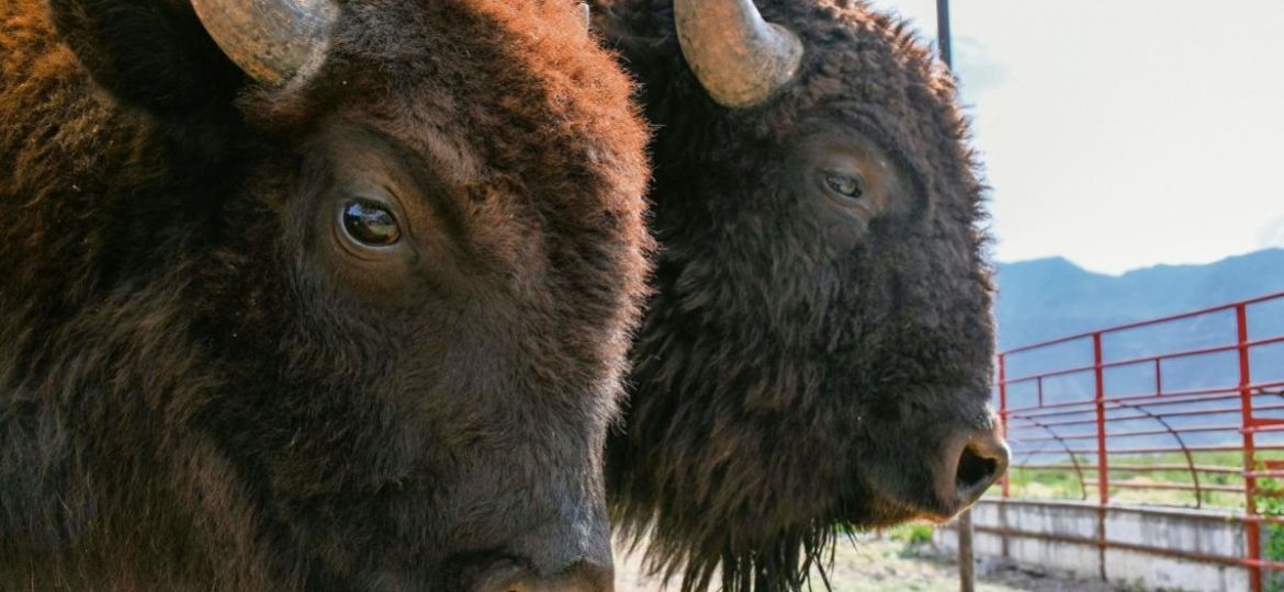 Reintroduccion-del-bisonte-impulsa-la-restauracion-ecologica-en-Cuatro-Cienegas