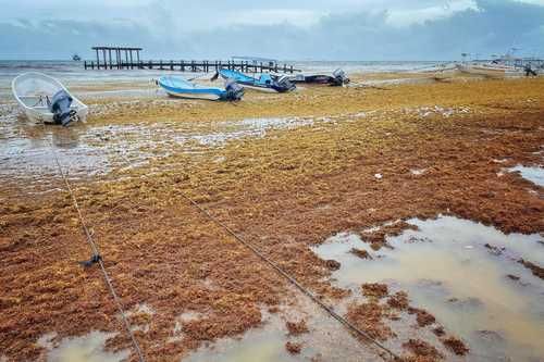 Semarnat-advierte-que-el-sargazo-se-convirtio-en-un-problema-permanente-en-Quintana-Roo