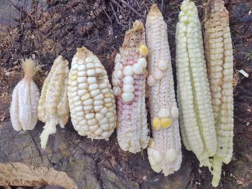 Sequia-afecta-casi-100-mil-hectareas-en-Chiapas-y-deja-a-10-mil-campesinos-al-borde-de-la-quiebra