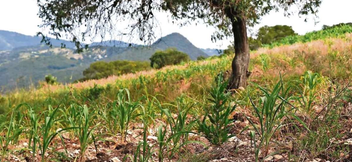 Sequia-amenaza-cultivos-de-maiz-y-frijol-en-varias-regiones-de-Oaxaca