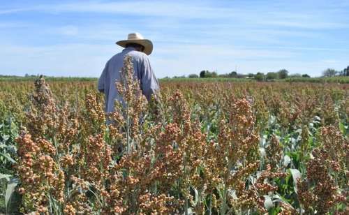 Sinaloa-abre-a-China-el-mercado-de-sorgo-con-una-carta-de-intencion-por-hasta-1.2-millones-de-toneladas
