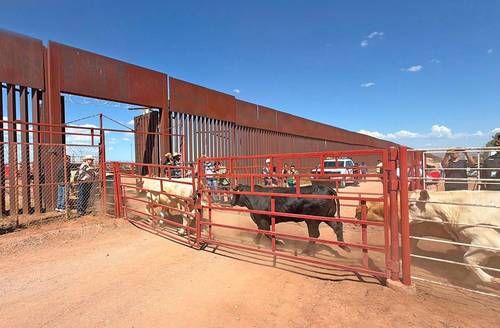 Sonora-reabre-exportacion-de-ganado-a-Estados-Unidos-por-Agua-Prieta