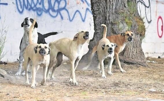 Ataque-de-jauria-deja-un-muerto-y-dos-lesionados-en-Tizayuca-Hidalgo
