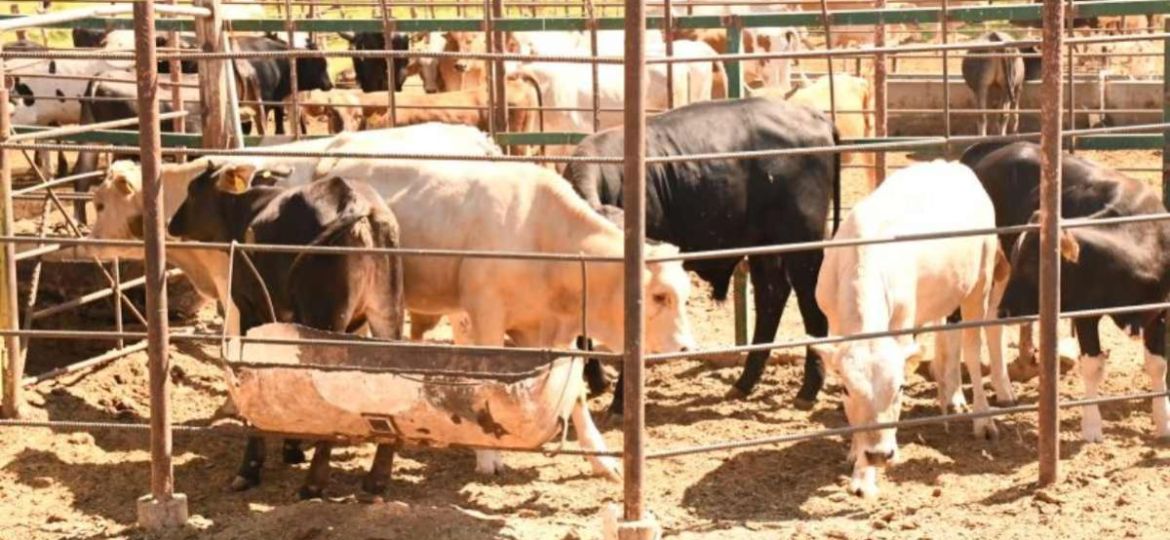Confirman-seis-casos-de-gusano-barrenador-en-ganado-de-Choix-y-emiten-alerta-sanitaria