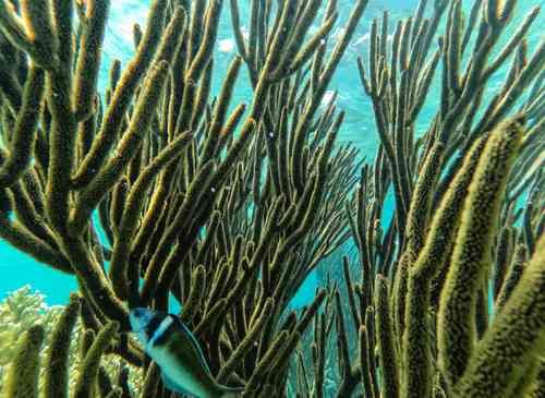 El-Nino-se-intensifica-y-alcanza-niveles-inusuales-en-mil-anos-revela-estudio